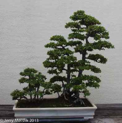 Penjing